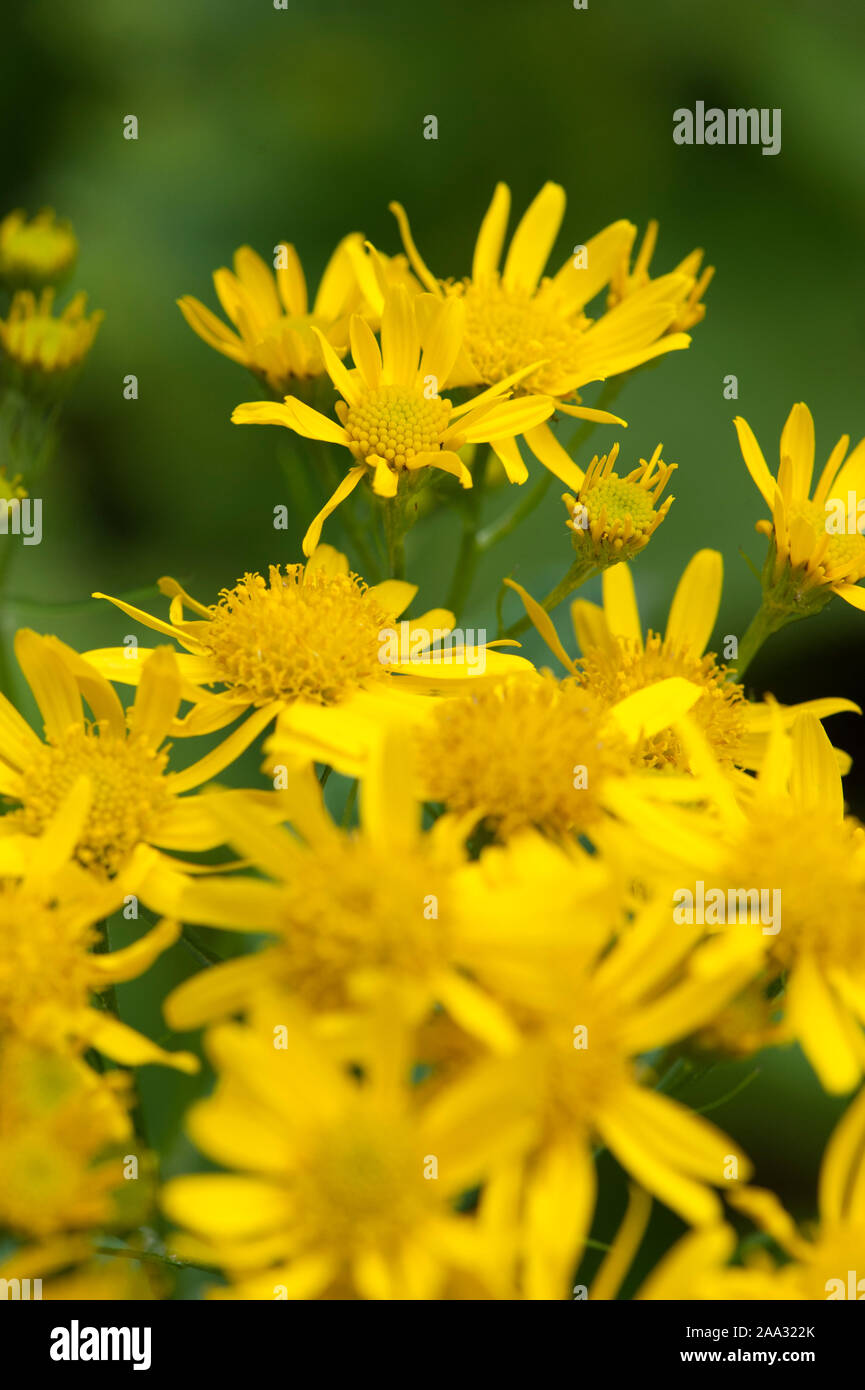 Alpen greiskraut -Fotos und -Bildmaterial in hoher Auflösung – Alamy