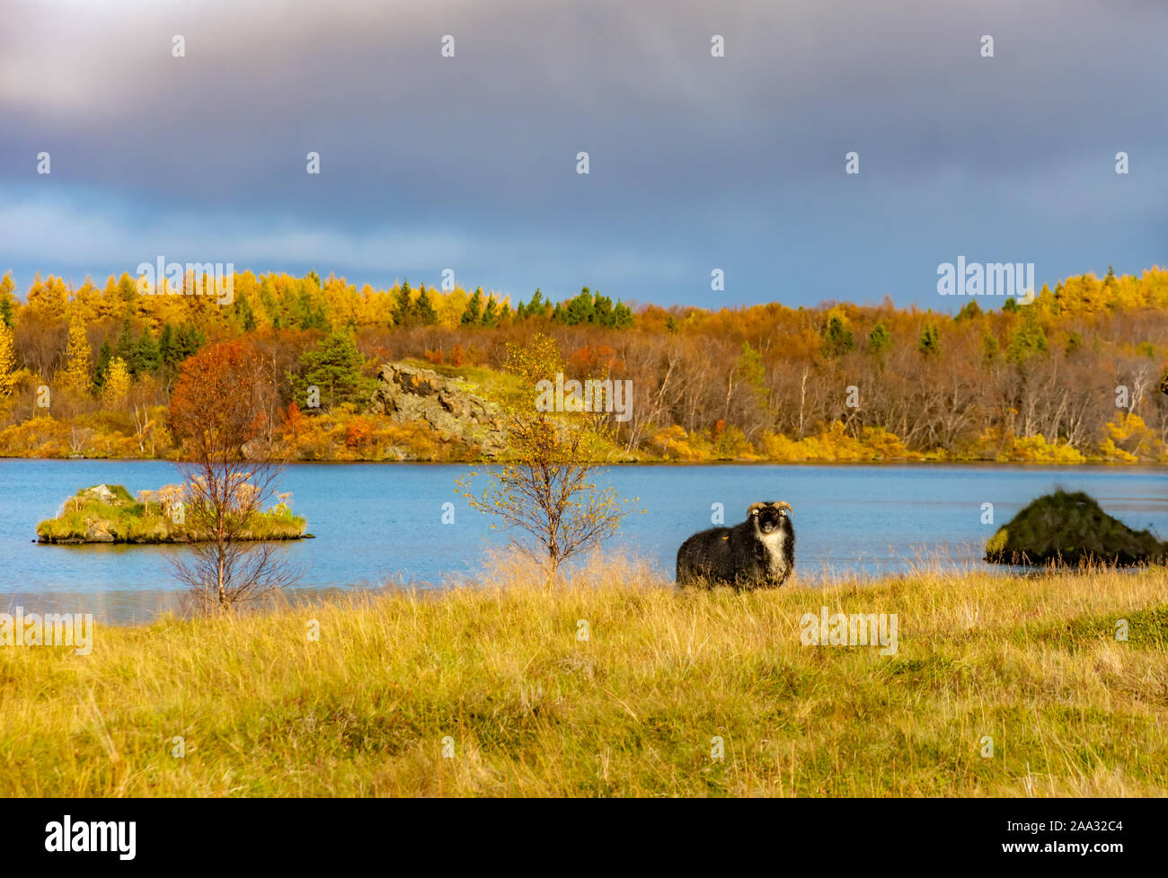 Myvatn See und schwarze Schafe, Herbst Landschaft. Große touristische Attraktion, Island. Stockfoto