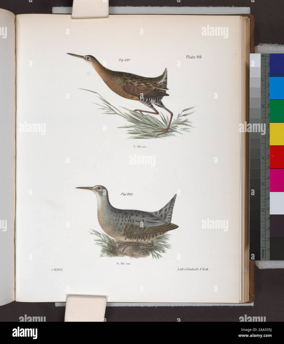 221. Das Salzwasser Wiese - Henne (Rallus elegans). 222. Der Süßwasser-Wiese-hen (Rallus crepitans).; 221. Das Salzwasser Wiese - Henne (Rallus elegans). 222. Der Süßwasser-Wiese-hen (Rallus crepitans). Stockfoto