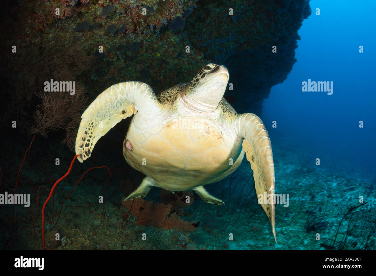Grüne Meeresschildkröte, Chelonia mydas, North Male Atoll, Malediven, Indischer Ozean Stockfoto