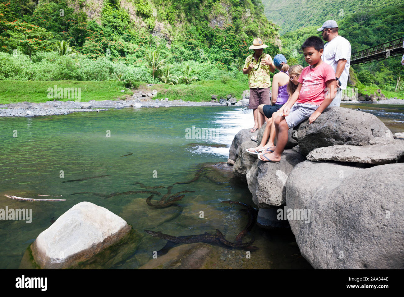 Süßwasser Aale in Papenoo Fluss, Tahiti, Französisch-Polynesien Stockfoto