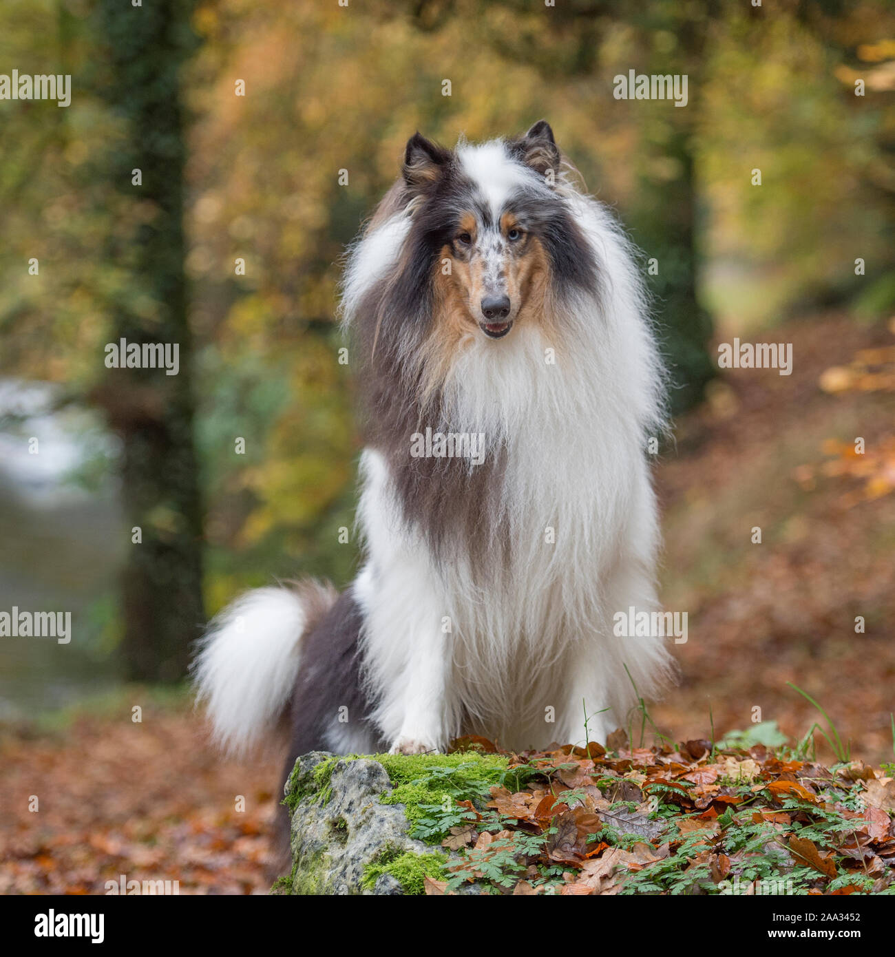 Rough Collie Hund Stockfoto
