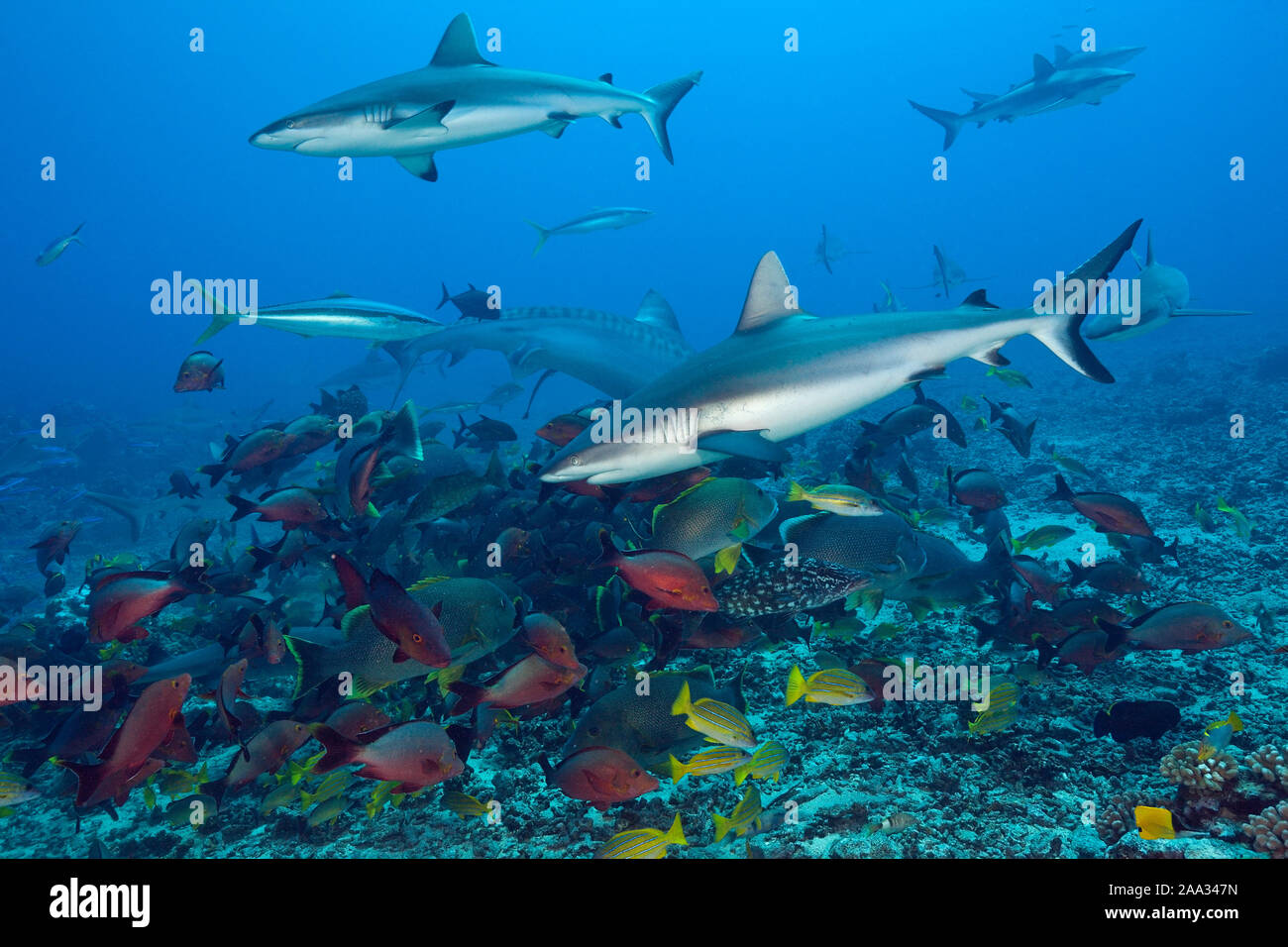 Pack von Grey Reef Shark, Carcharhinus amblyrhynchos, Tahiti, Französisch-Polynesien Stockfoto