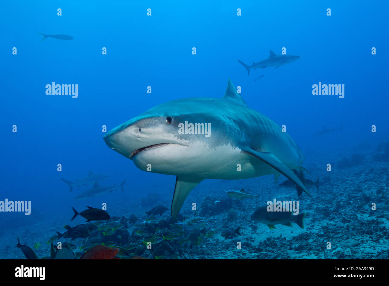 , Tiger Shark, Galeocerdo cuvier, Tahiti, Französisch-Polynesien Stockfoto