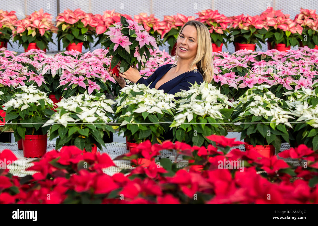 Sales manager Rebecca Ward Weihnachtsstern Blumen prüft bei Darfoulds Baumschule in Worksop, rechtzeitig für die Weihnachtszeit. Stockfoto
