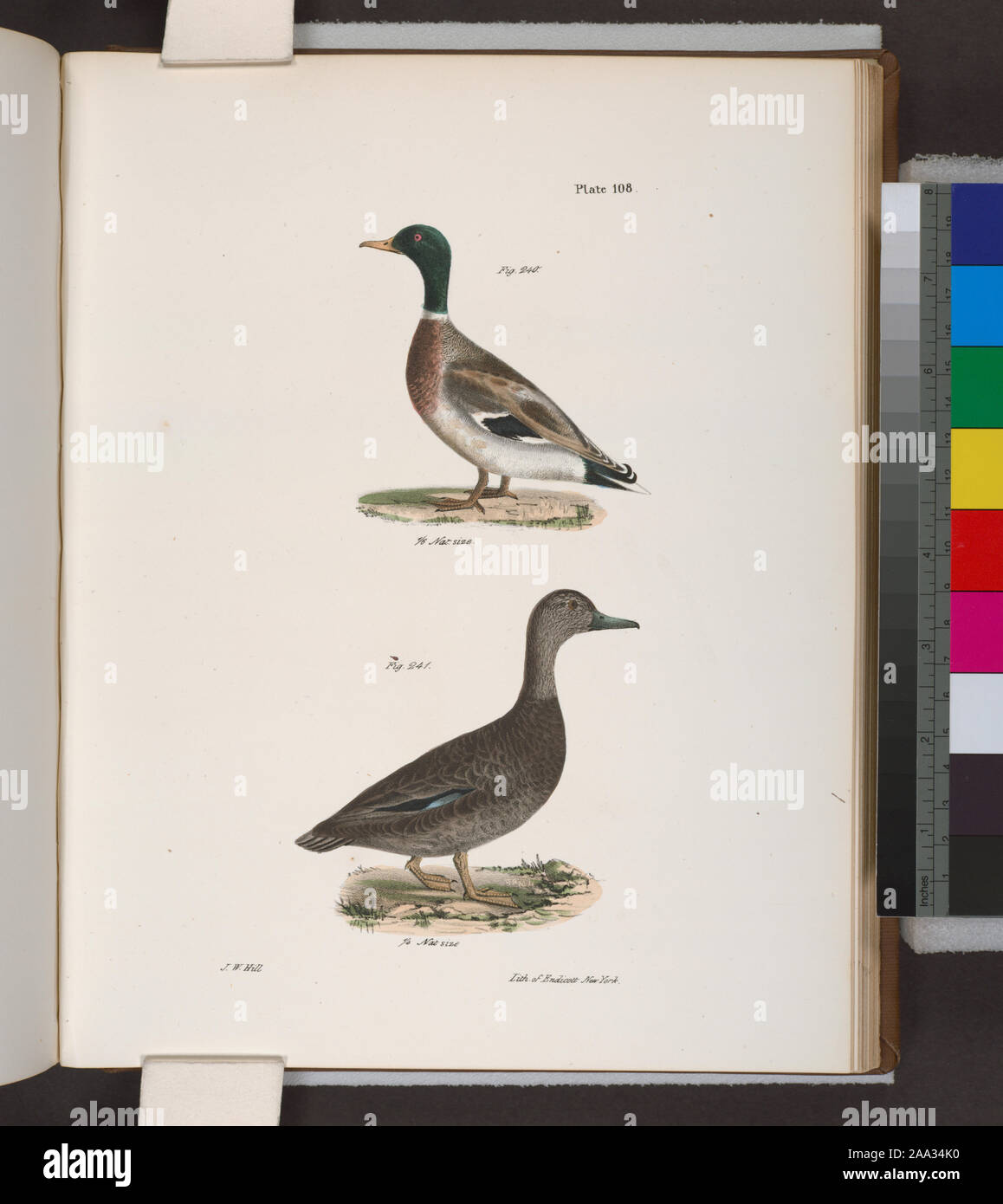 240. Die Stockente (Anas boschas). 241. Die schwarzen Enten (Anas obscura).; 240. Die Stockente (Anas boschas). 241. Die schwarzen Enten (Anas obscura). Stockfoto