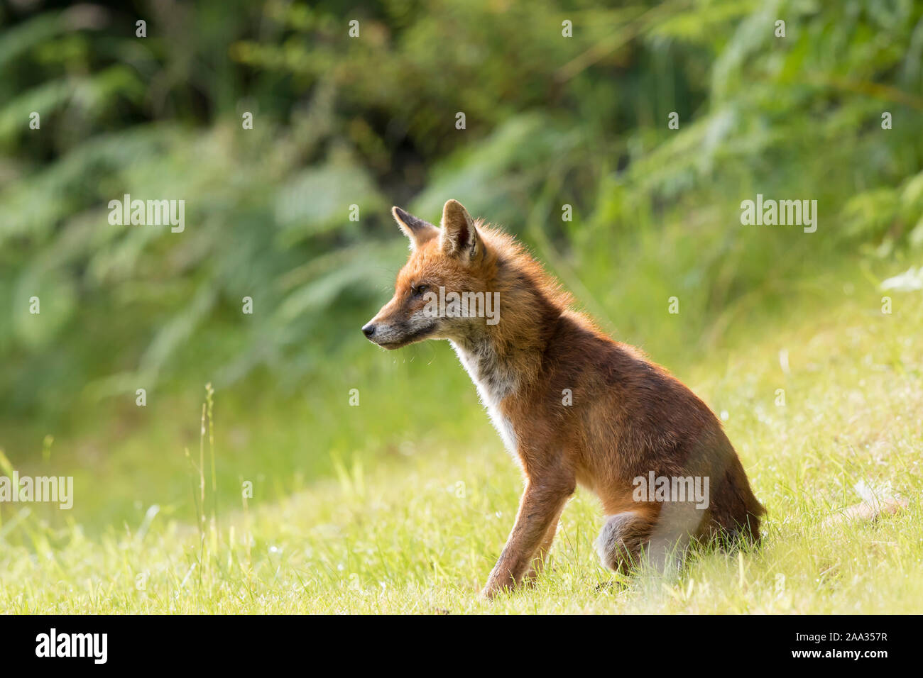 Detailreiche Nahaufnahme von wildem, jungem, britischem Rotfuchs (Vulpes vulpes), isoliert im Sommer auf dem Land, im langen Gras sitzend. Stockfoto