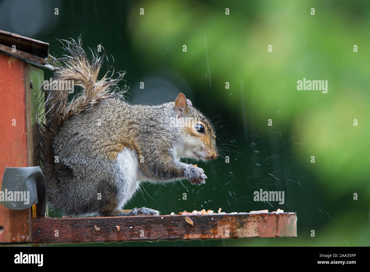 Seitenansicht Nahaufnahme, britisches Grauhörnchen (Sciurus carolinensis) isoliert im Freien auf der Zubringerbox der städtischen Gartenhörnchen und isst Nüsse im Regen. Stockfoto