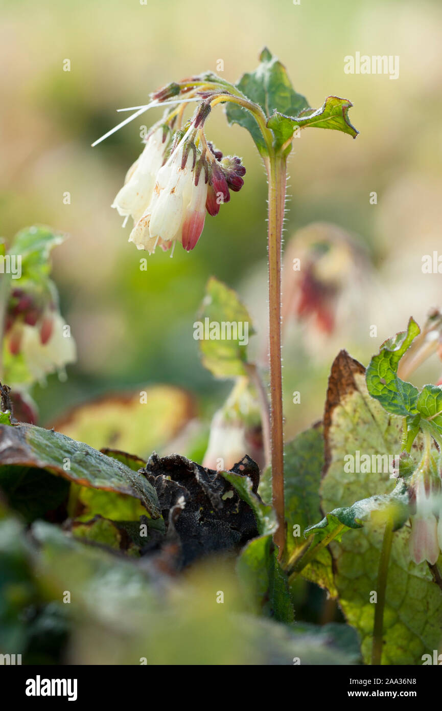 Symphytum ibericum, Kriechender Beinwell, kriechenden Beinwell Stockfoto