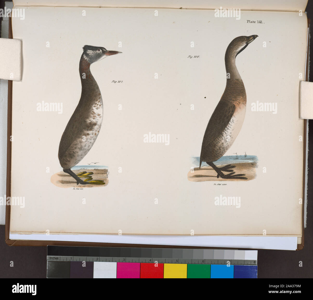 307. Der Red-necked Grebe Podiceps (rubricollis). 308. Den Pendelarm (Hydroka carolinensis).; 307. Der Red-necked Grebe Podiceps (rubricollis). 308. Den Pendelarm (Hydroka carolinensis). Stockfoto