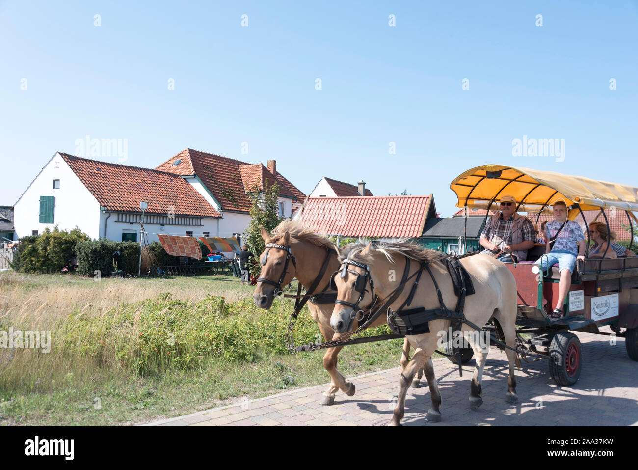 25. August 2019, Deutschland (Deutsch), Hiddensee: ein Kutscher steuert seine Pferdekutsche vom Hafen von Neuendorf auf der Insel Hiddensee. Die Ostsee Insel Hiddensee ist ein Teil des Nationalpark Vorpommersche Boddenlandschaft seit 1990. Es wird auch als die "Perle der Ostsee" bezeichnet und umfasst eine Fläche von 16,8 Quadratkilometern. Kraftfahrzeuge sind nicht auf der Insel Hiddensee zulässig. Foto: Stephan Schulz/dpa-Zentralbild/ZB Stockfoto