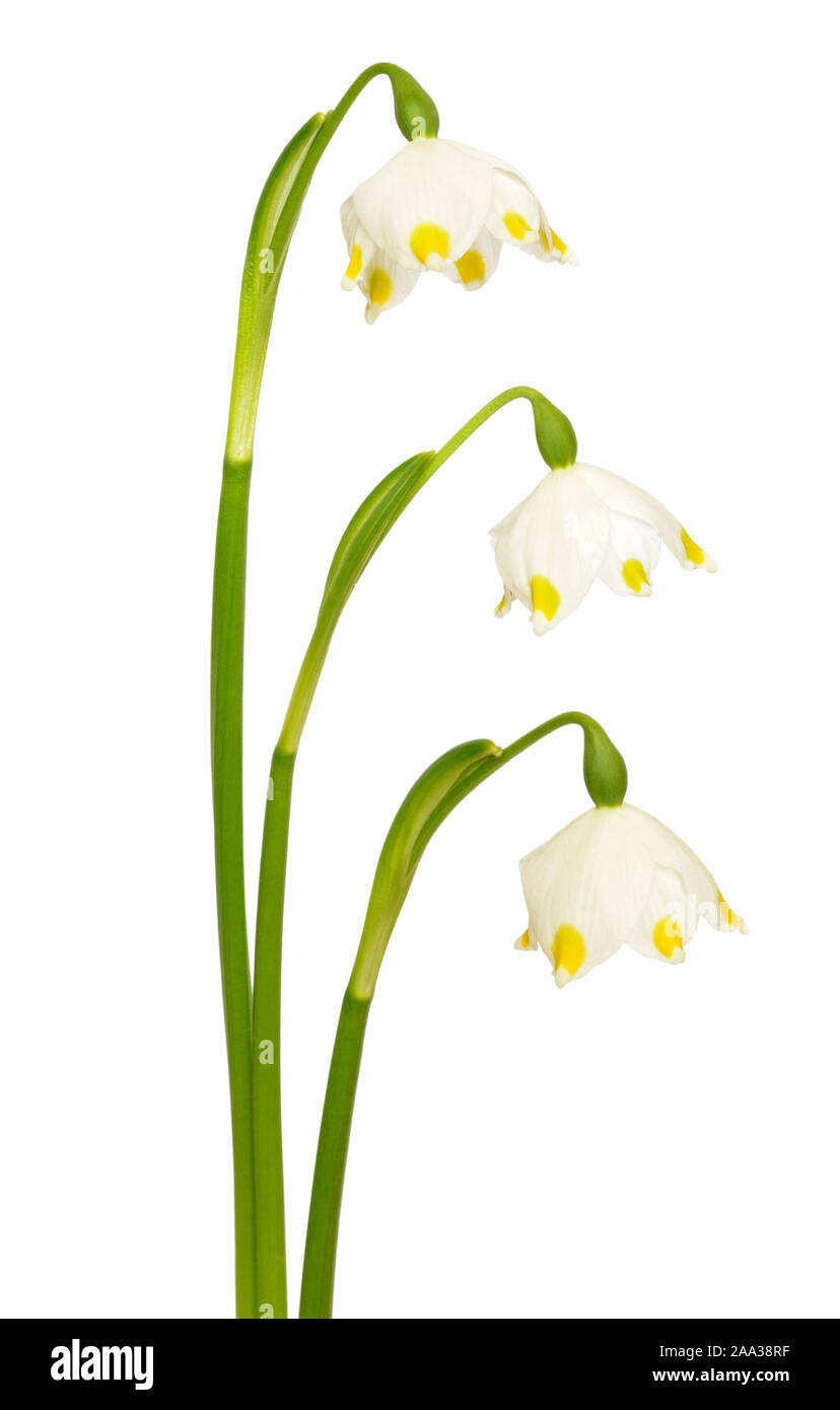Märzenbecher (Leucojum vernum) Blumen auf weißem Hintergrund Stockfoto