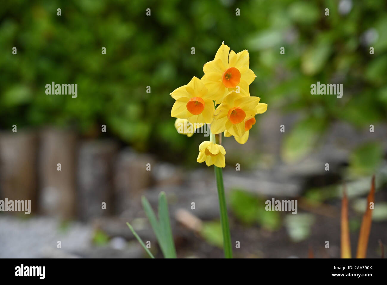 Narzisse, jonquil Blume, West Cornwall Stockfoto