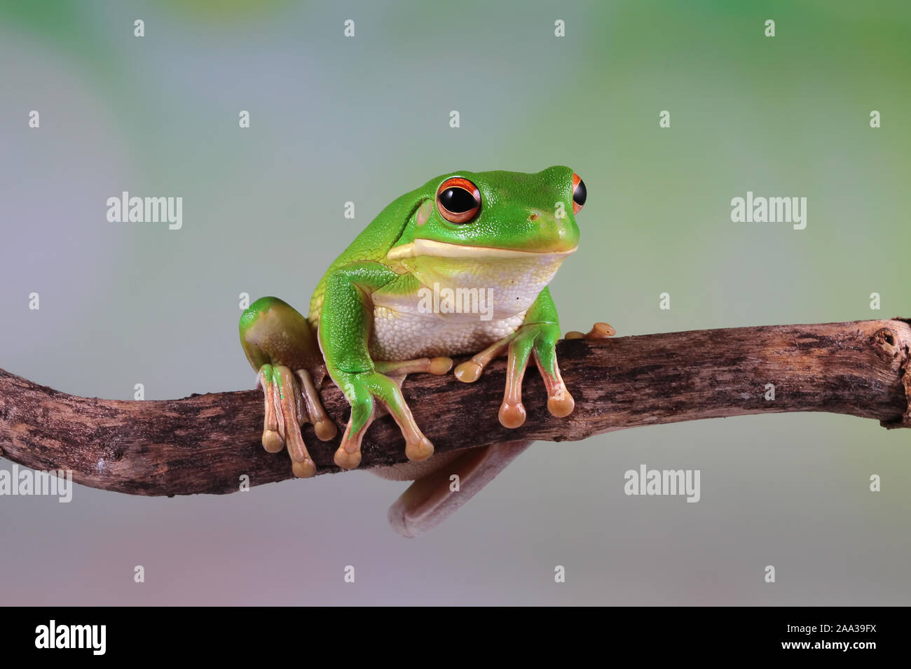 Australische Weiße Laubfrosch auf einem Zweig, Indonesien Stockfoto