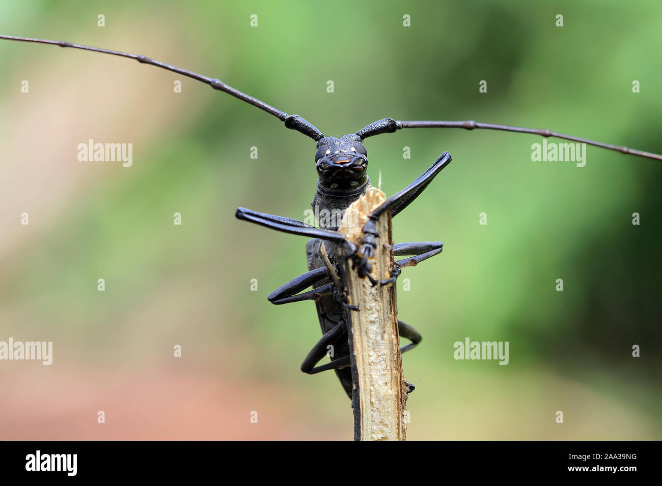Nahaufnahme eines Longhorn Beetle, Indonesien Stockfoto