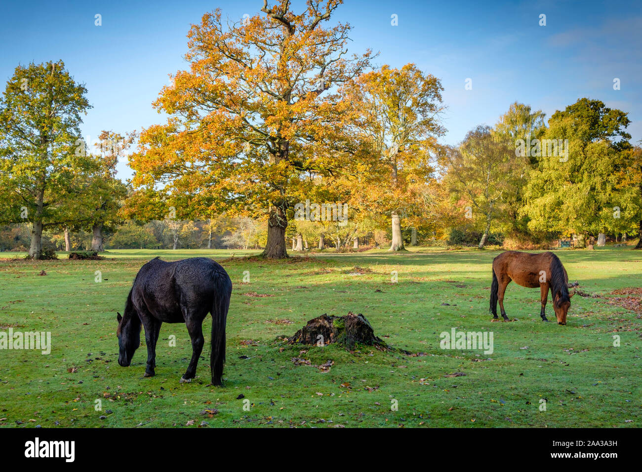 New Forest Ponys Bäume mit Eiche Baum im Herbst Farben, Hampshire, England, UK. Stockfoto