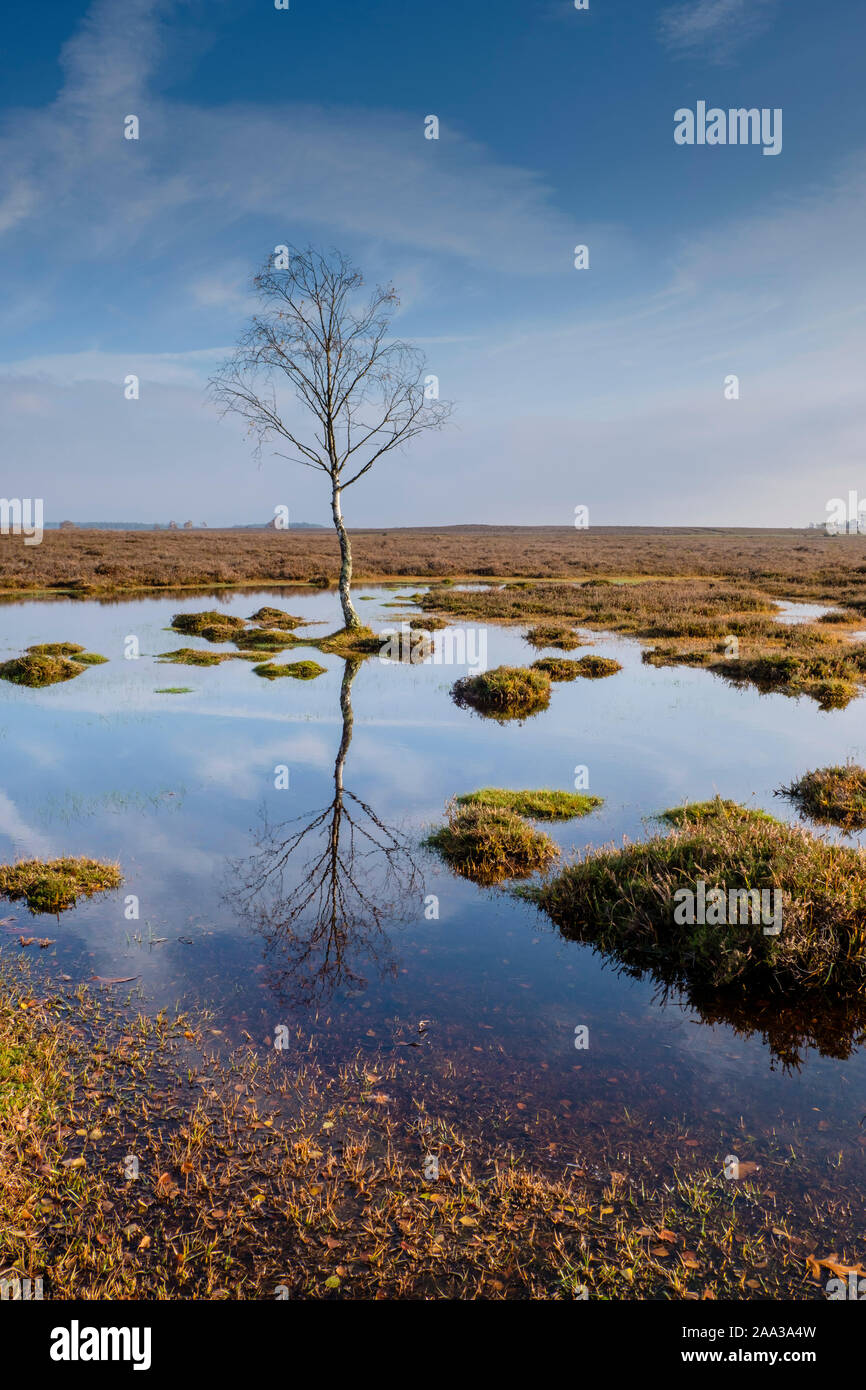 New Forest einsamer Baum spiegelt sich in Oberflächenwasser Stockfoto