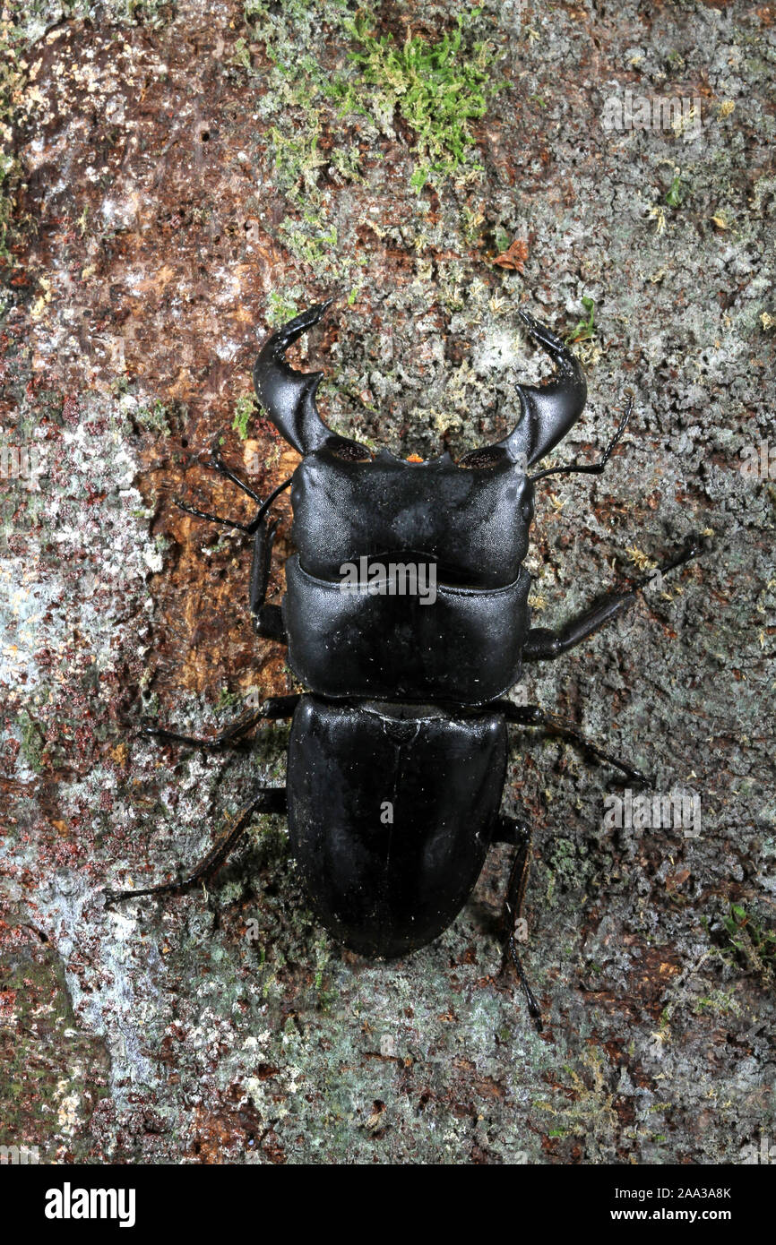 Nahaufnahme eines Longhorn Beetle auf einem Baum, Indonesien Stockfoto