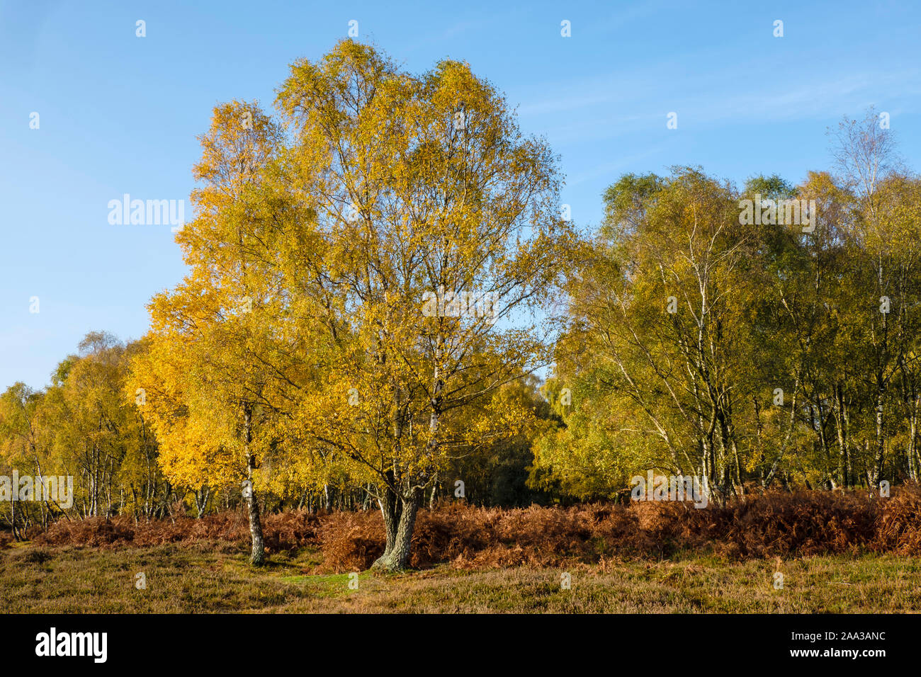 Neuen Wald, Birken mit Farben des Herbstes, Hampshire, England, UK. Stockfoto