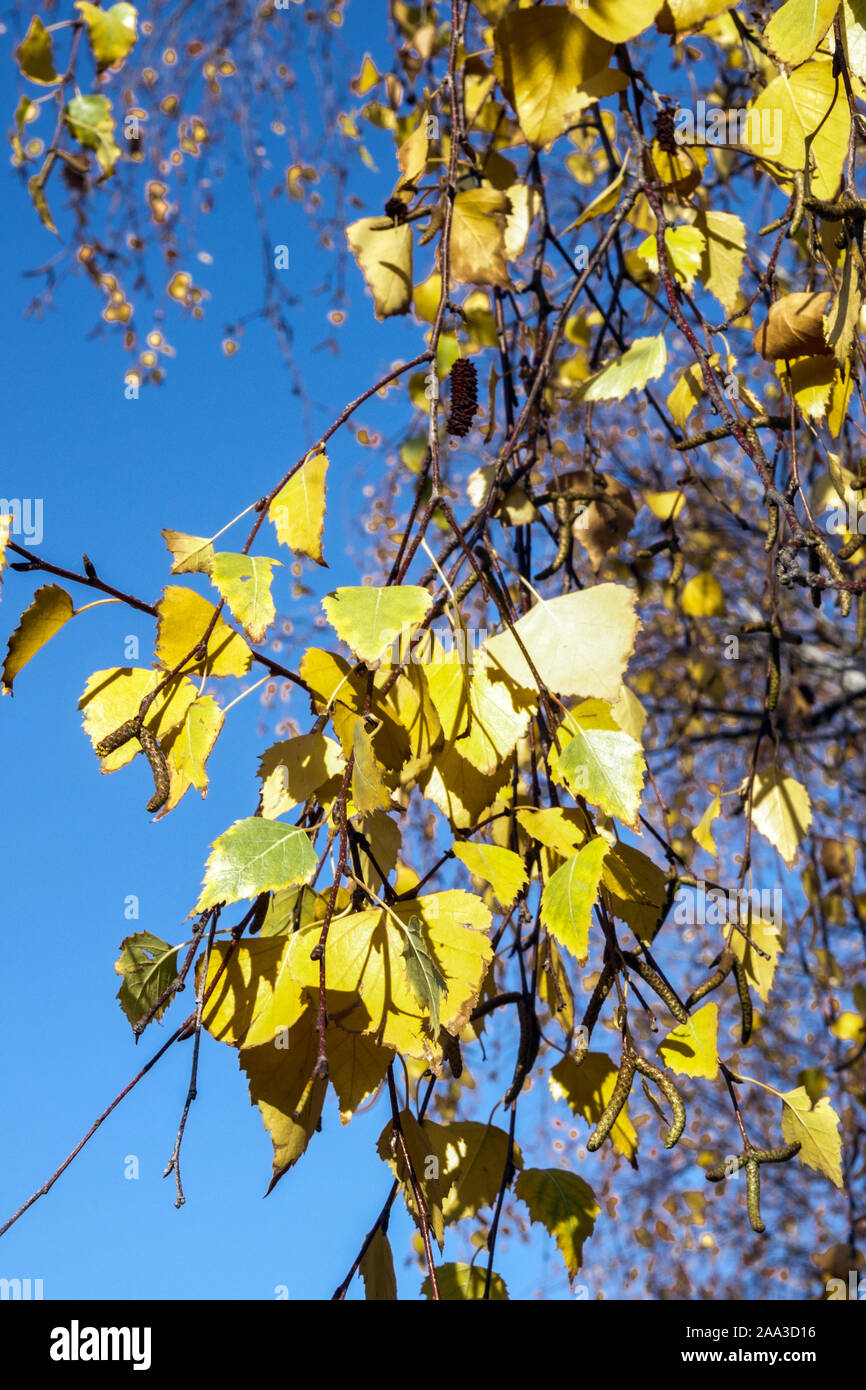 Silber Birke Betula pendula Blätter im Herbst Stockfoto
