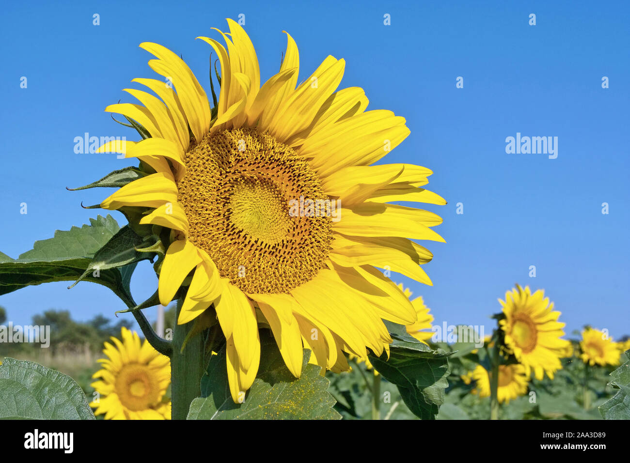 Blütenstand der Sonnenblume, Helianthus annuus Stockfoto