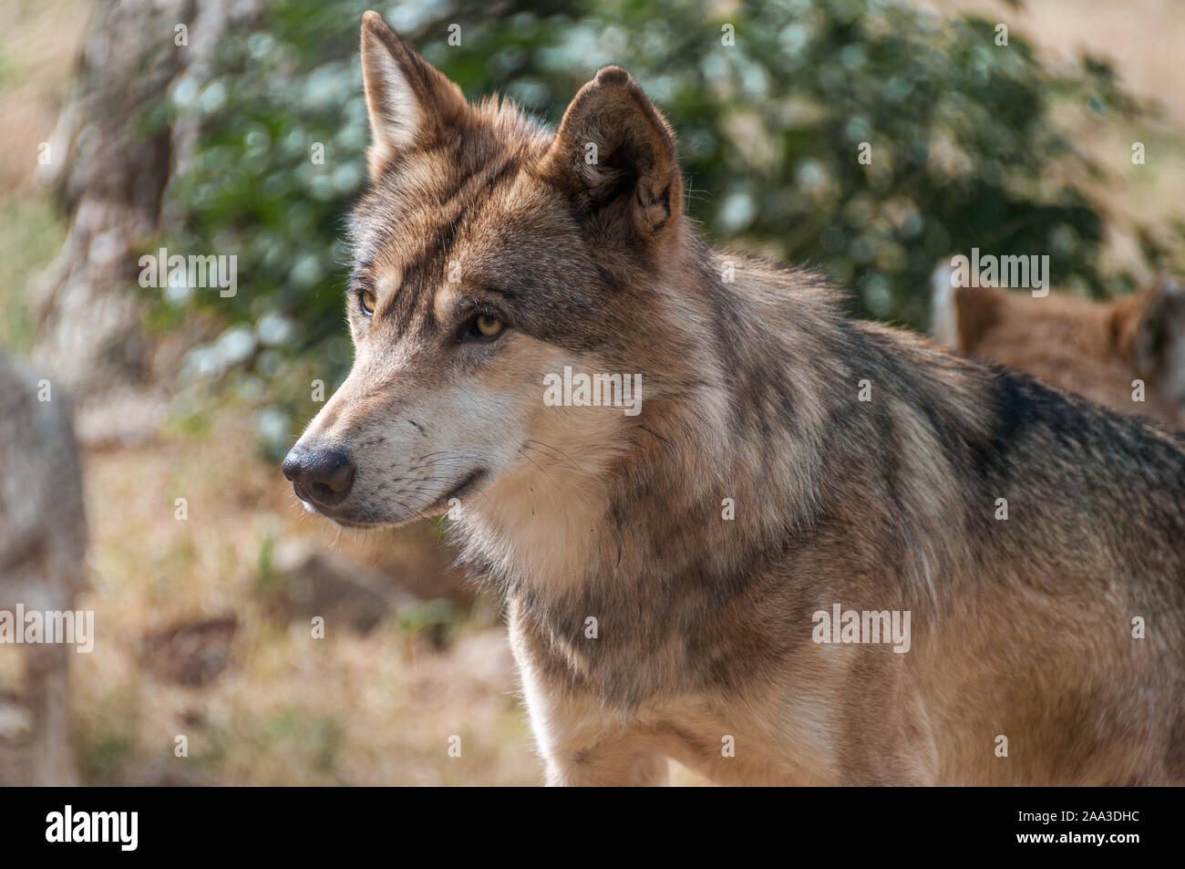 Portrait eines Wolfes, sibirische,, park LES LOUPS DU GÉVAUDAN, Frankreich Stockfoto