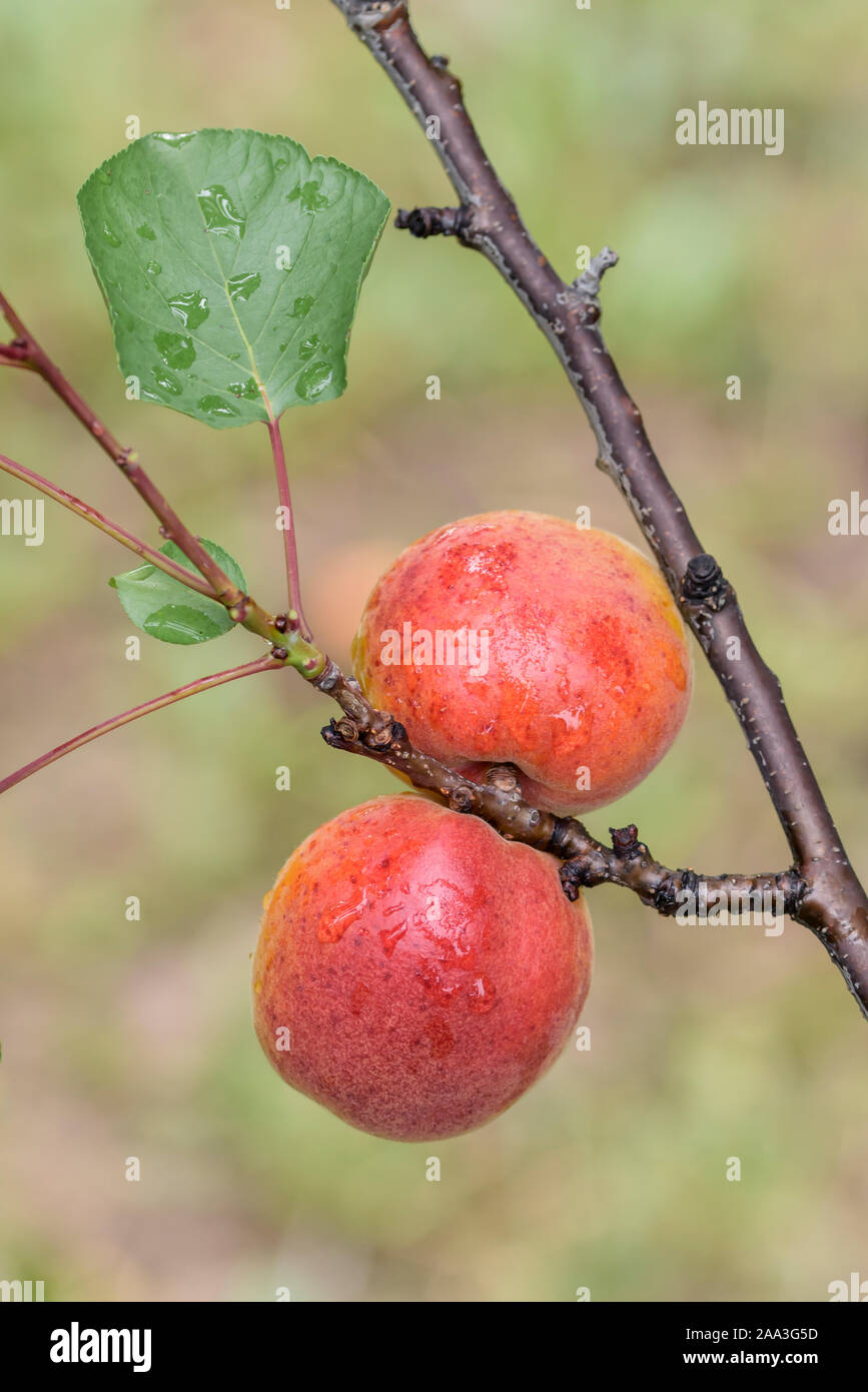 Aprikose (Prunus Armeniaca 'Harogem') Stockfoto