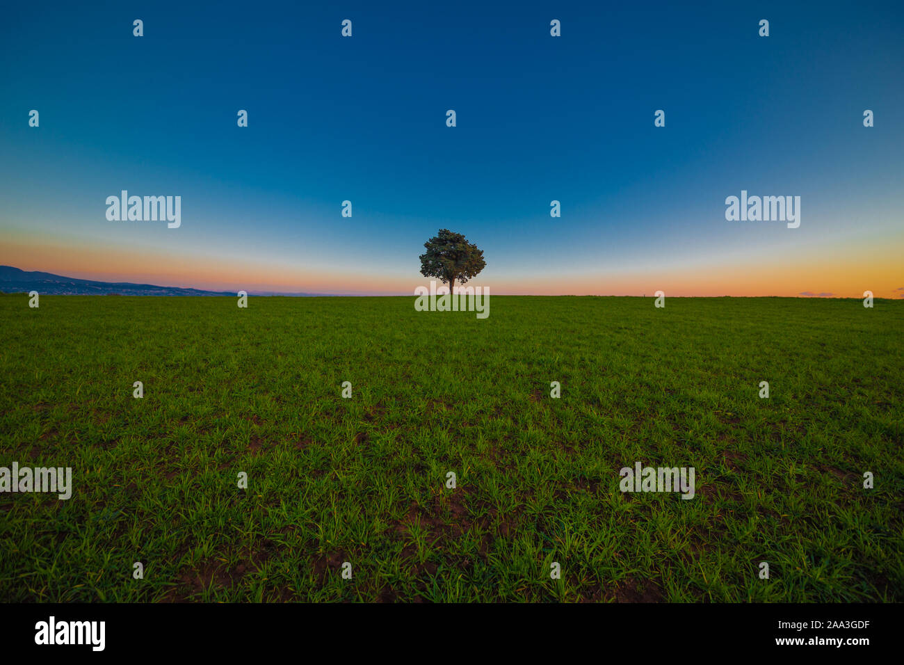 Desktop Sonnenuntergang Baum Stockfoto