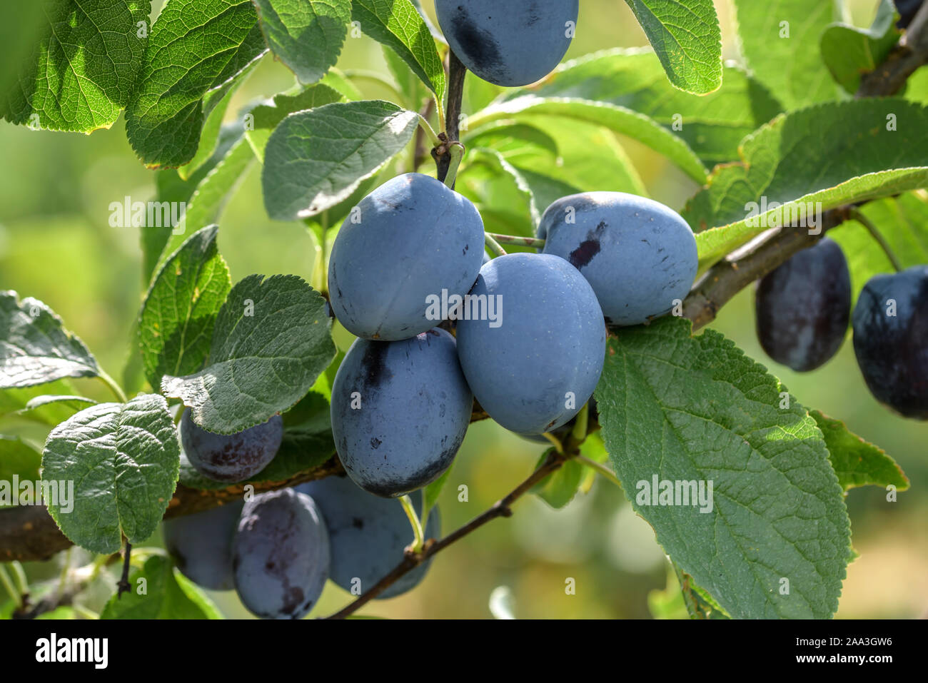 Zwetsche (Prunus domestica 'Topfirst') Stockfoto