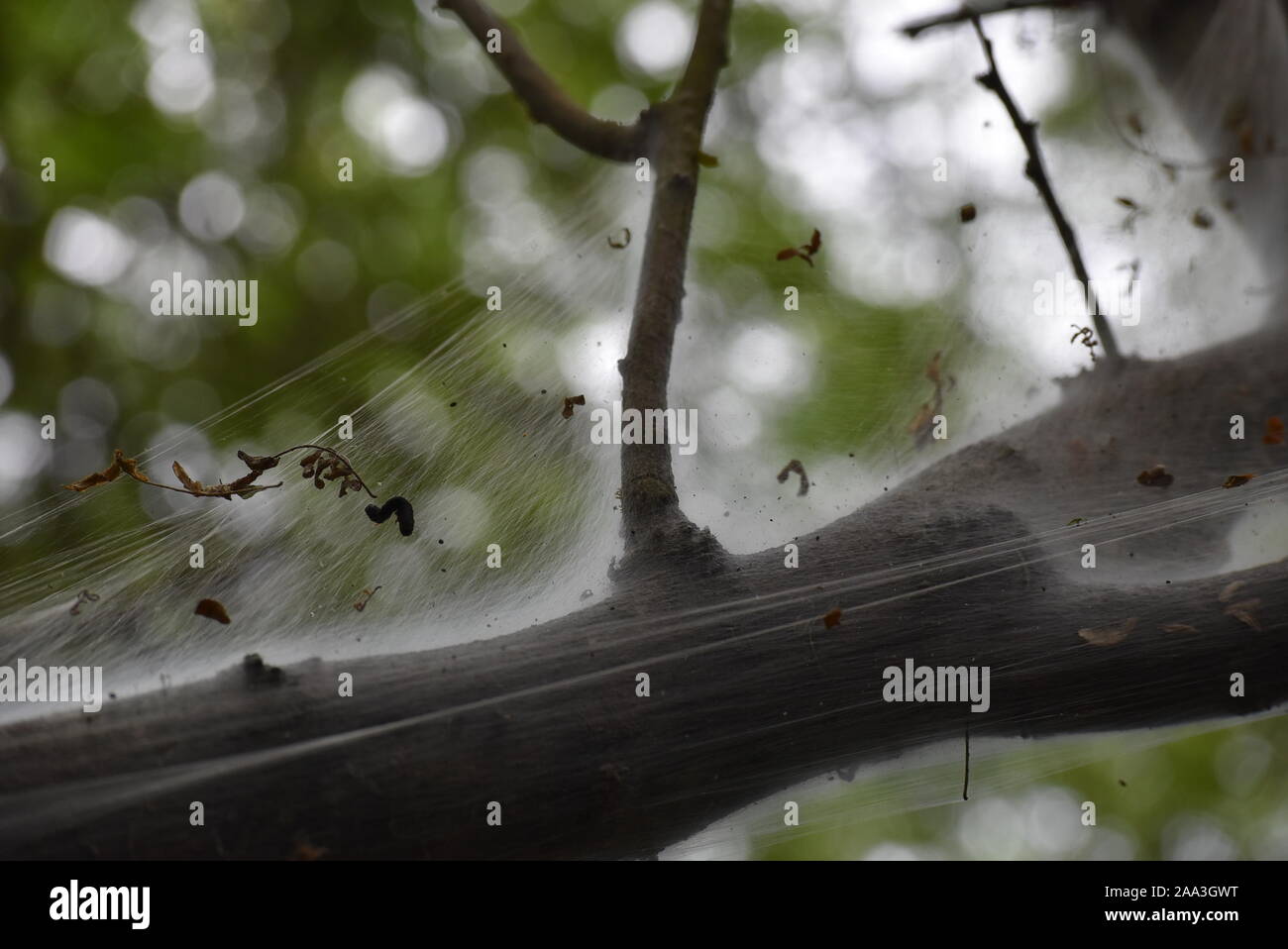 Spinnennetz auf einem Zweig Stockfoto