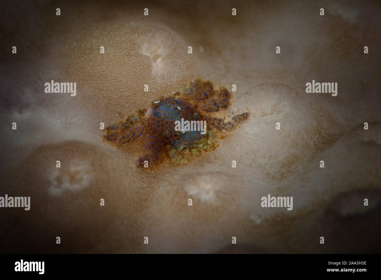 Kleine Koralle Gall Crab (Pseudocryptochirus sp.), Größe 4 bis 5 mm. Unterwasser Makrofotografie von Anilao, Philippinen Stockfoto