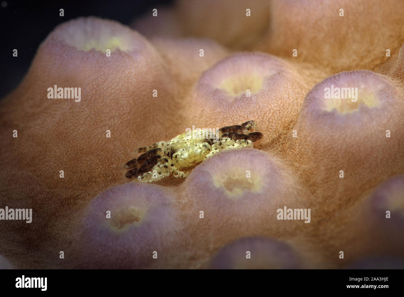 Kleine Koralle Gall Crab (Pseudocryptochirus sp.), Größe 4 bis 5 mm. Unterwasser Makrofotografie von Anilao, Philippinen Stockfoto