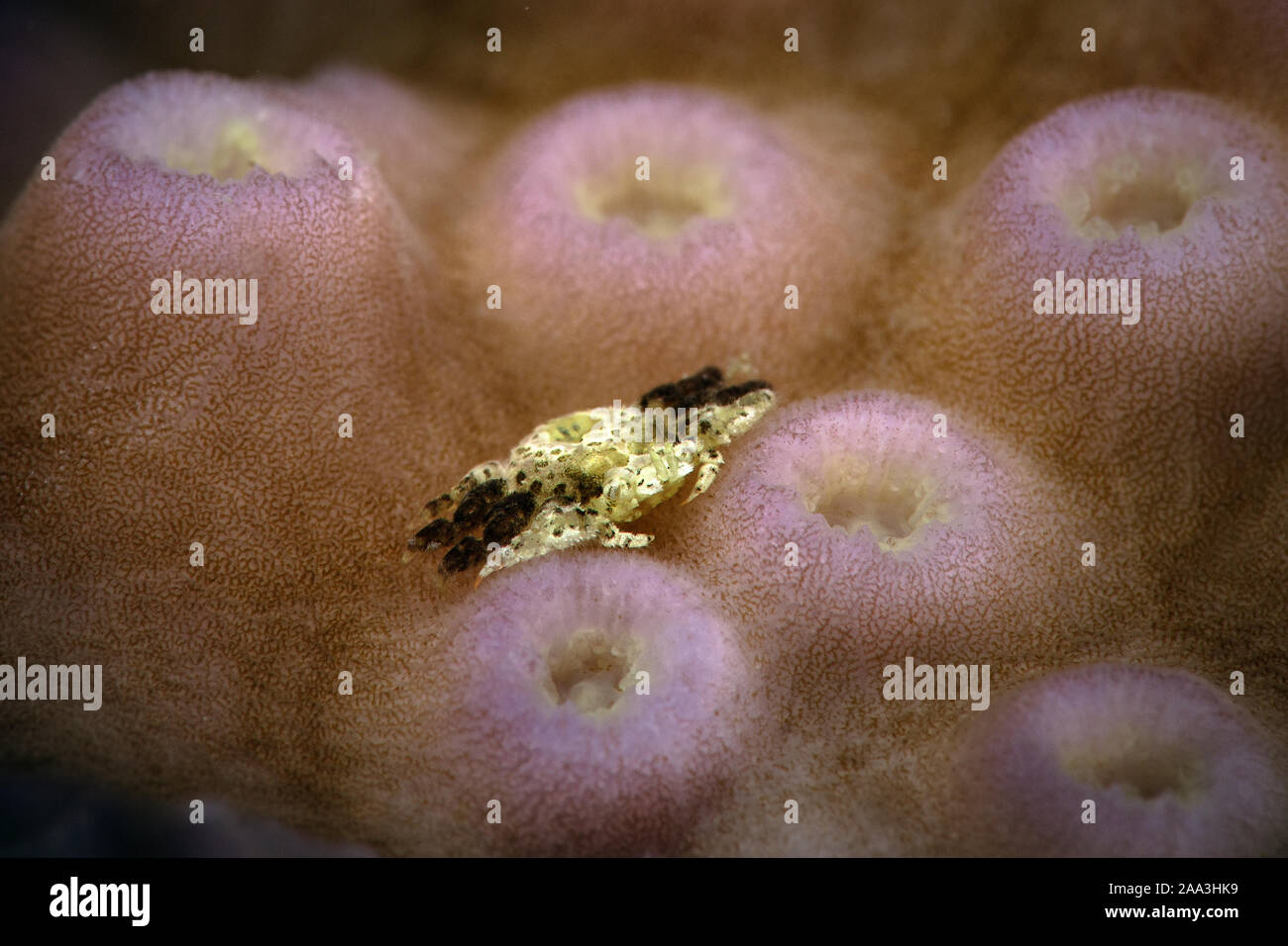 Kleine Koralle Gall Crab (Pseudocryptochirus sp.), Größe 4 bis 5 mm. Unterwasser Makrofotografie von Anilao, Philippinen Stockfoto