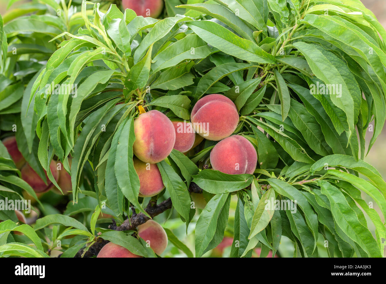 Zwerg-Pfirsich (Prunus Persica 'Bonanza') Stockfoto