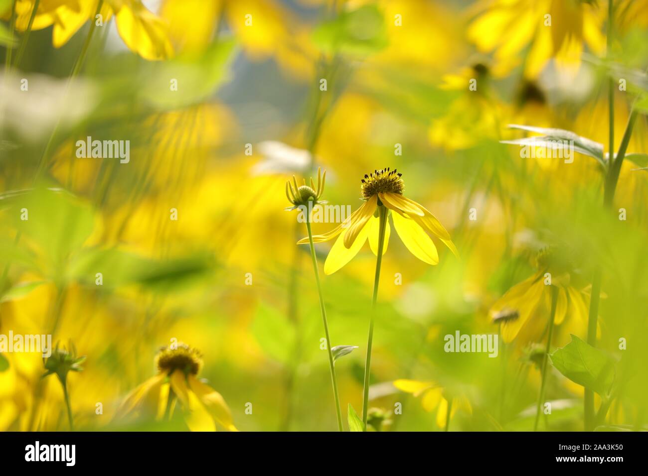 Nahaufnahme des Cutleaf Coneflower (Rudbeckia baumannii) in der Sonne. Stockfoto