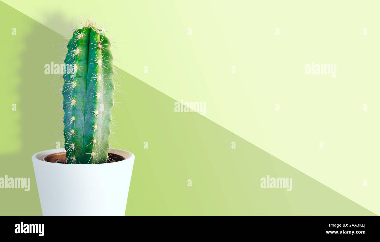 Topfpflanzen hoch Kaktus Pflanze gegen hellgrüner Hintergrund Stockfoto