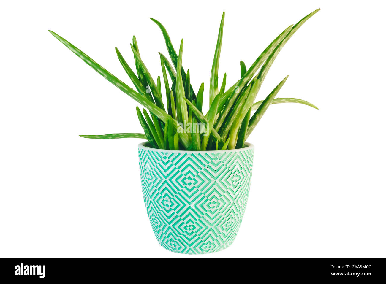Topfpflanzen frisch grün Aloe Vera Pflanze auf weißem Hintergrund Stockfoto