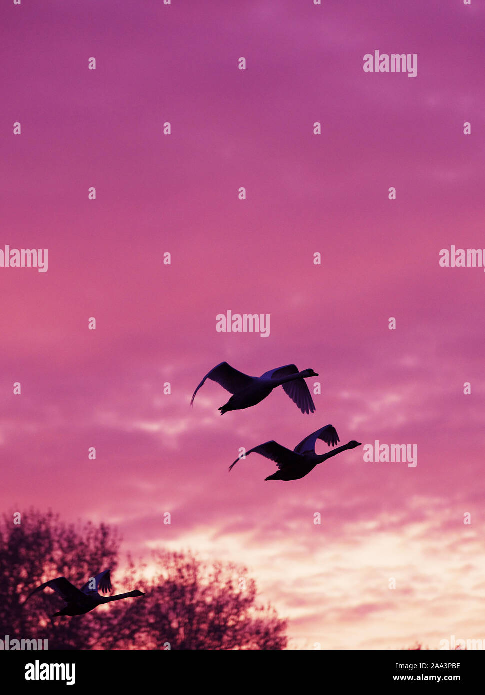 Drei Singschwänen im Flug bei Sonnenuntergang, Druskininkai, Litauen Stockfoto