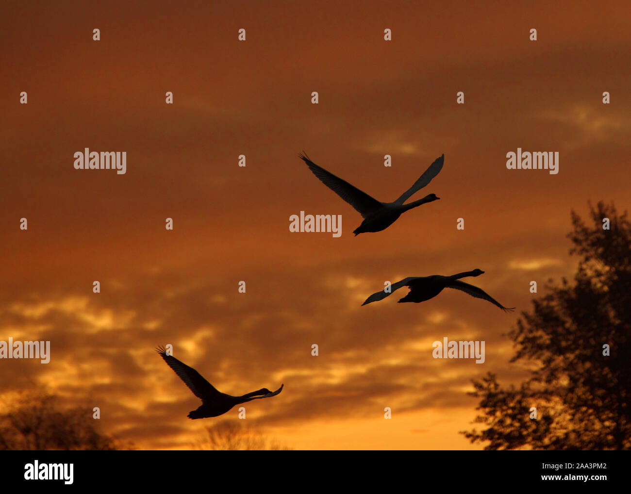 Drei Singschwänen im Flug bei Sonnenuntergang, Druskininkai, Litauen Stockfoto