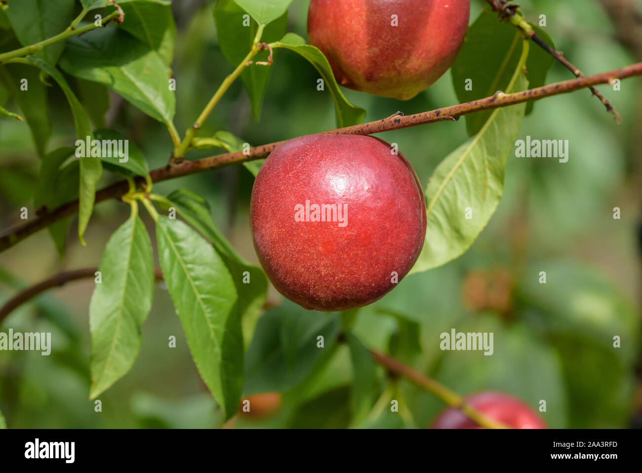 Stopp (Prunus Persica jetzt Queen') Stockfoto