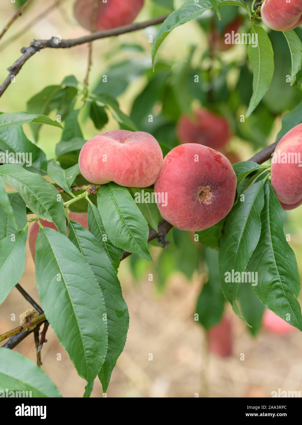 Teller-Pfirsich (Prunus Persica 'Ufo 3') Stockfoto