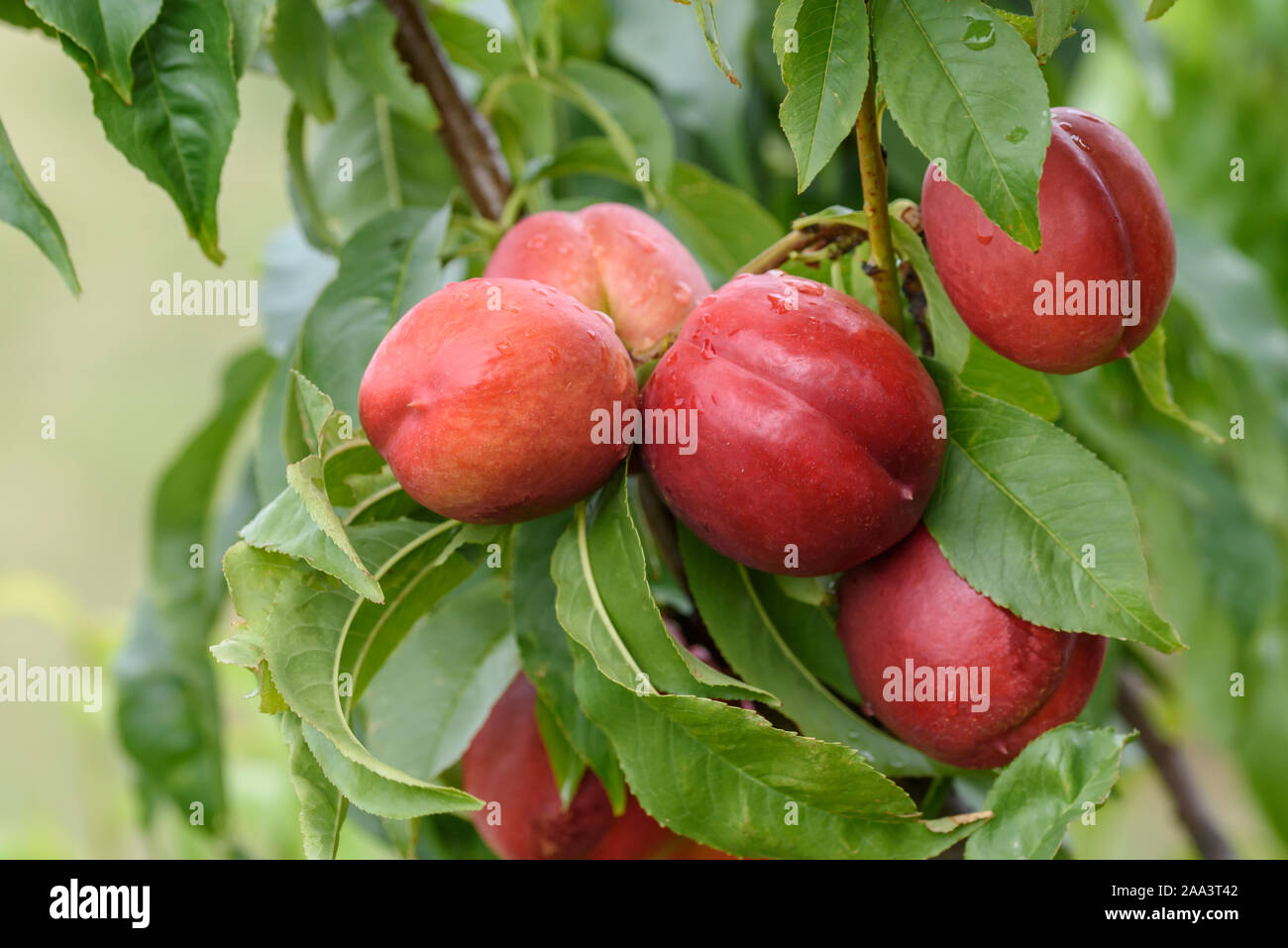 Stopp (Prunus Persica SUPER CRIMSON) Stockfoto
