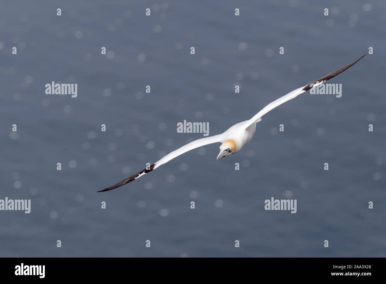 Northern Gannet (Morus bassanus) fliegen am Cape St. Mary's Ecological Reserve, Neufundland, Kanada. Stockfoto