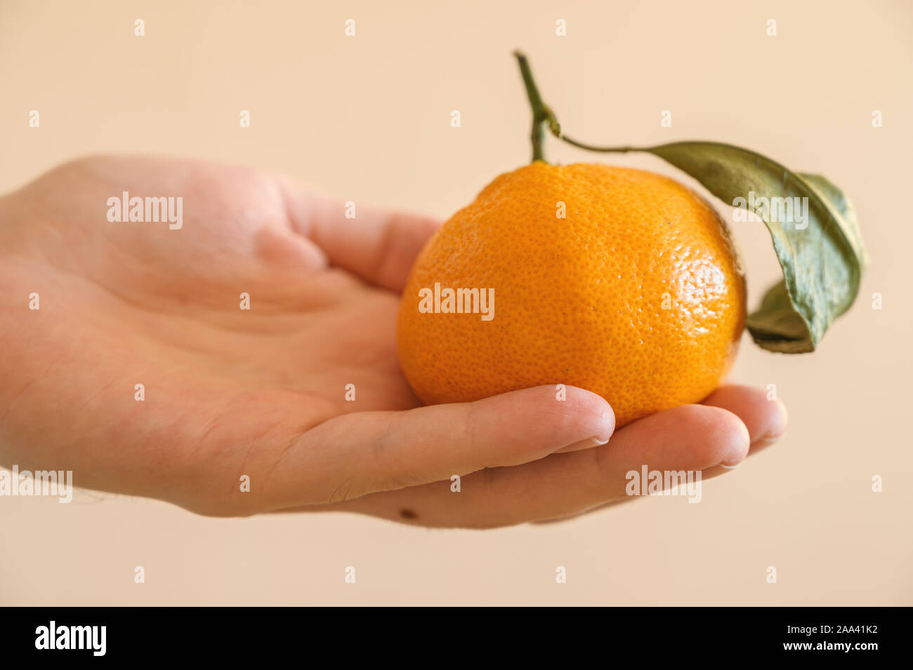 Männliche Hand hält Tangerine über hellen Hintergrund. Stockfoto