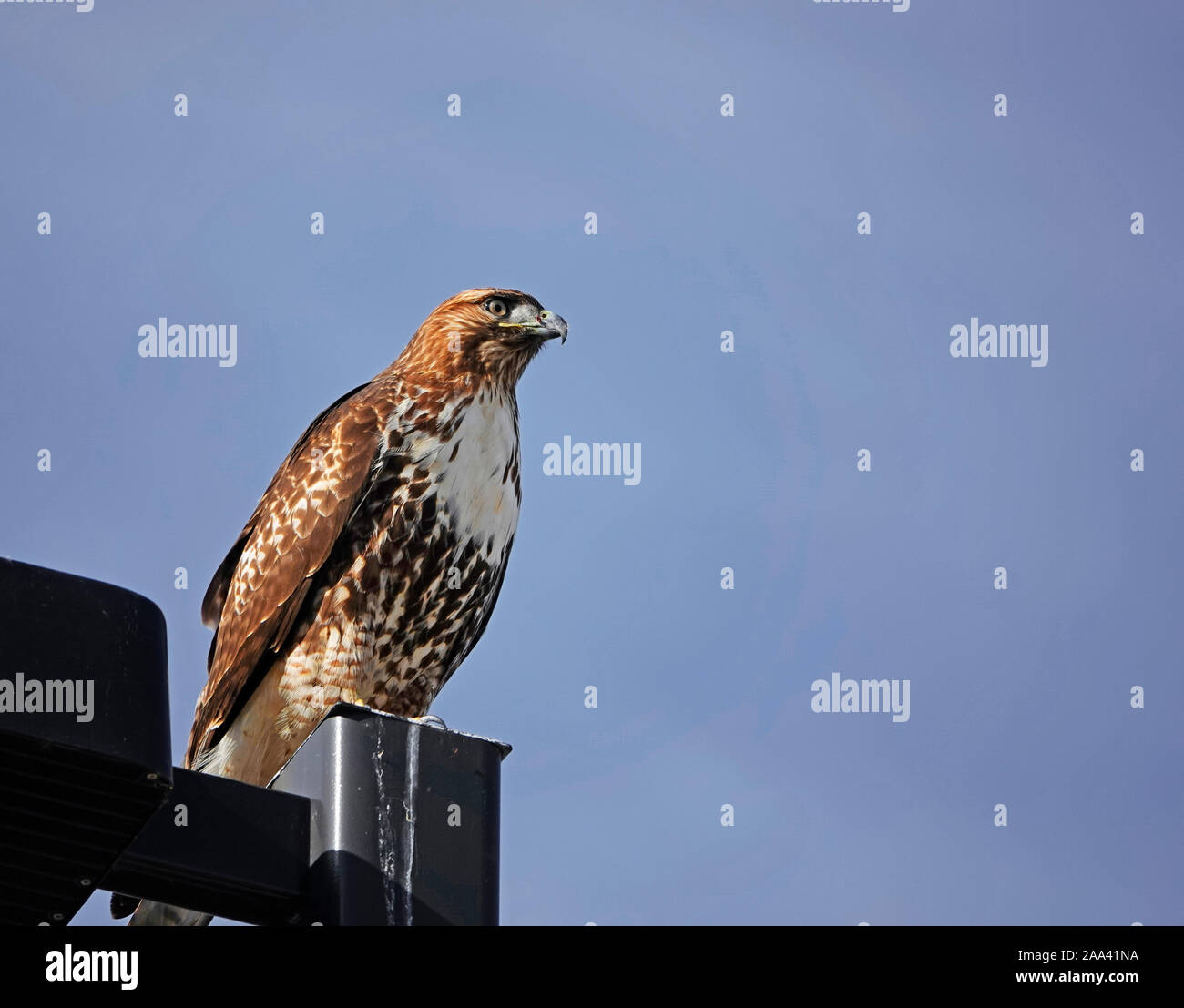 Porträt einer Red-tailed Hawk, Buteo jamaicensis, thront auf einem lichtmast beim Versuch, Beute in einem nahe gelegenen Feld in Central Oregon zu Spion in der Nähe der Stadt o Stockfoto