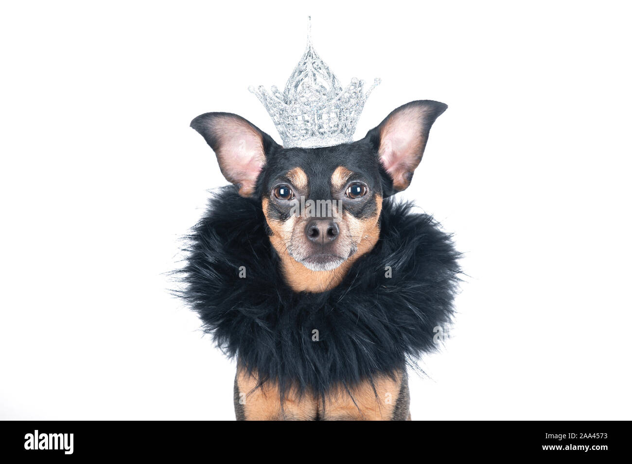 Hund in der Krone und einer Boa, ein König, der Prinz, isoliert auf einem weißen Porträt einer stilvollen Hund Stockfoto