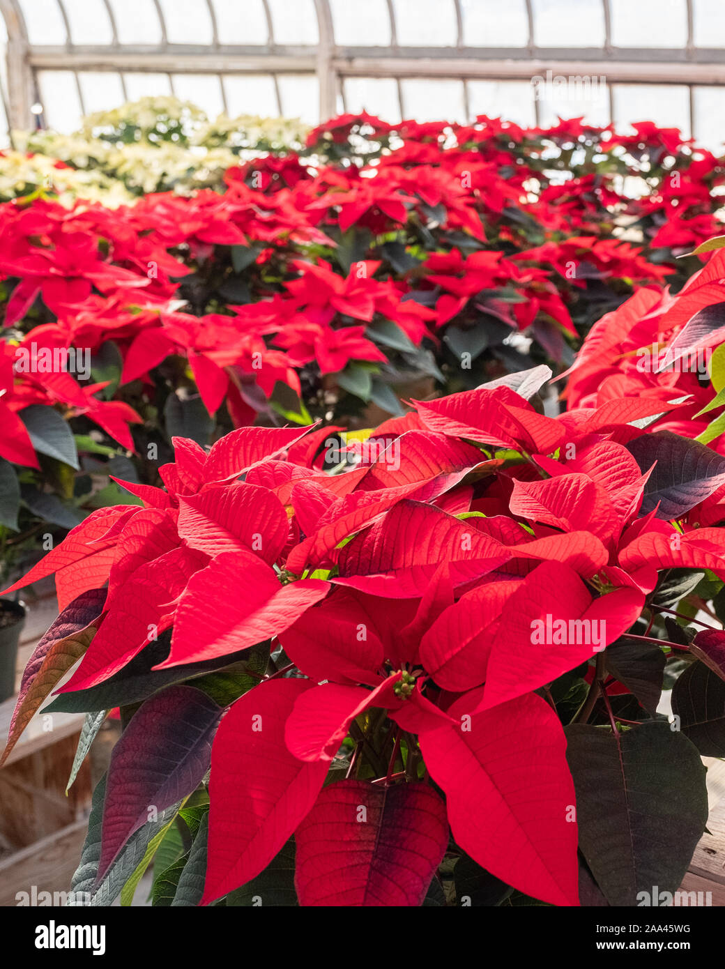 Frau mit einem Topf mit Weihnachtssternen Stockfoto