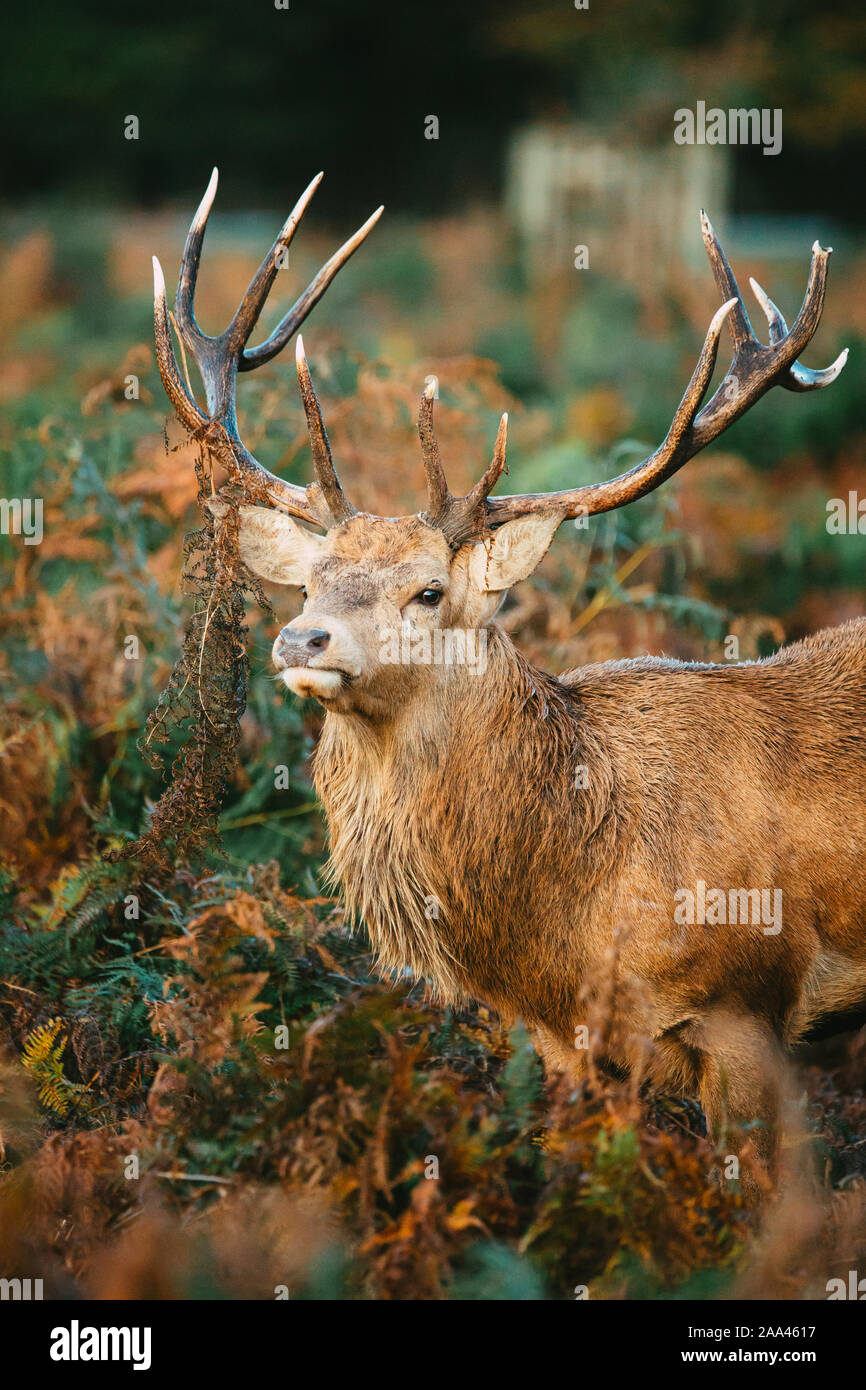 Hirsch in Bushy Park, Richmond-Upon-Thames, London, Vereinigtes Königreich Stockfoto