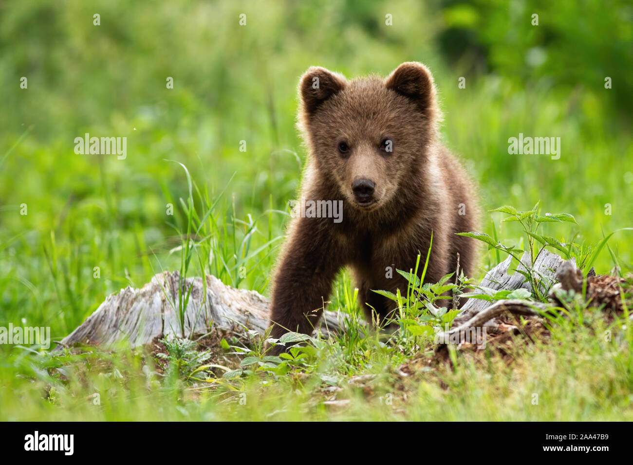 Eine entzückende kleine braune Bärchen auf der Wiese posing Stockfoto