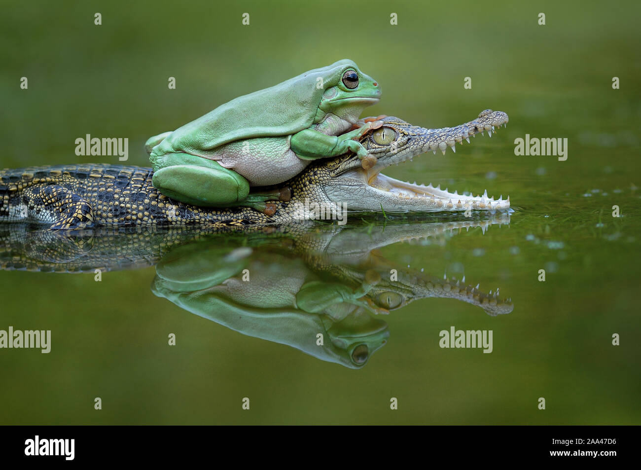 Frosch auf einem Krokodil, Indonesien Stockfoto